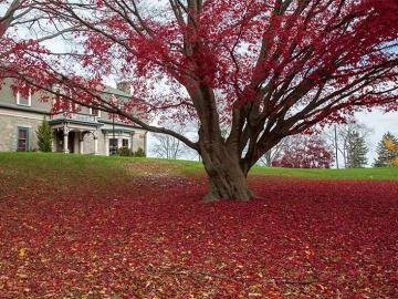 tree in the fall near Forman Center