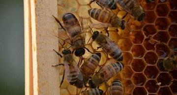 Bees in honey comb