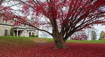 Tree in front of Admissions building with beautiful, falling red leaves